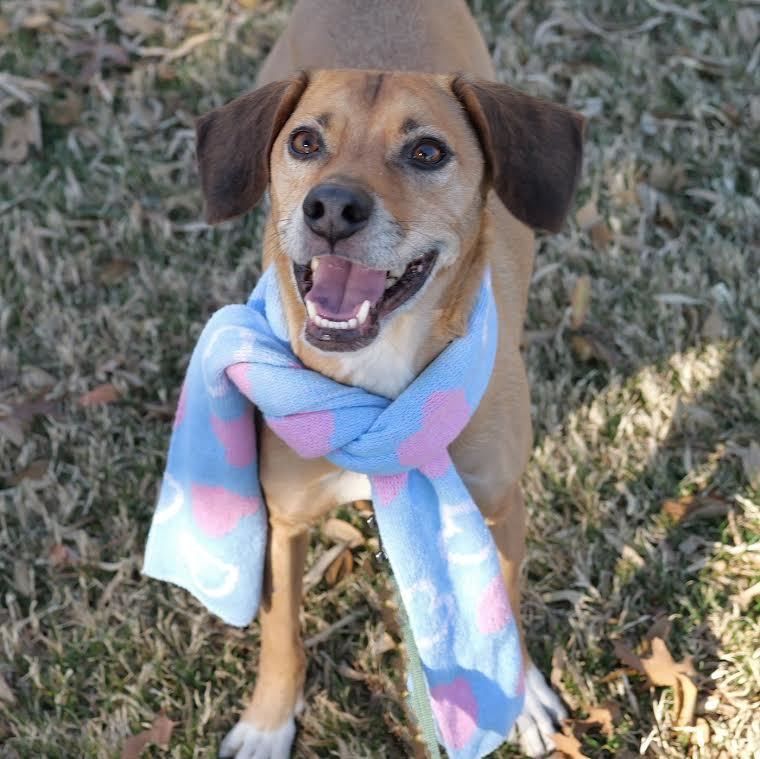 Leo, an adoptable Beagle in Las Vegas, NV, 89103 | Photo Image 5