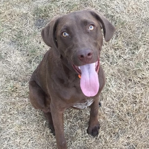 Dog For Adoption - Gauge, A Chesapeake Bay Retriever & German 