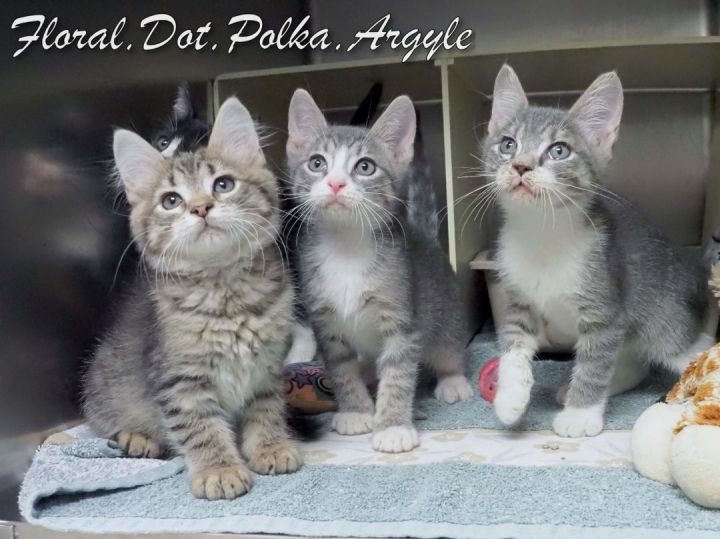 Kittens: Floral-Dot-Polka-Argyle 2