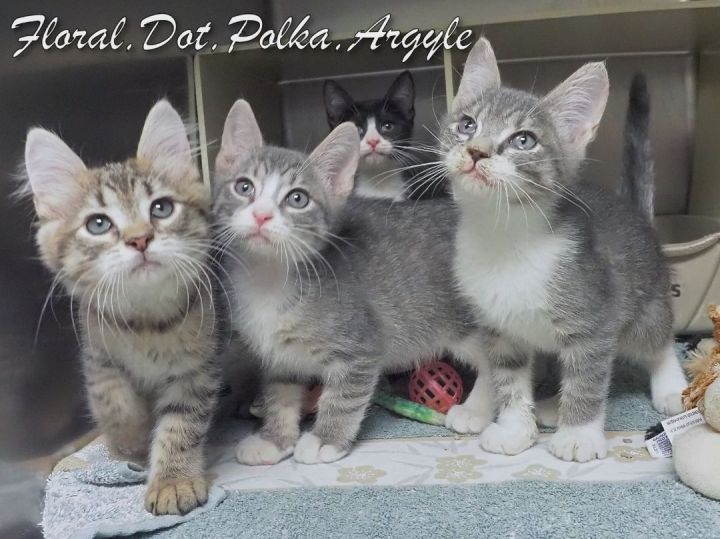 Kittens: Floral-Dot-Polka-Argyle 3