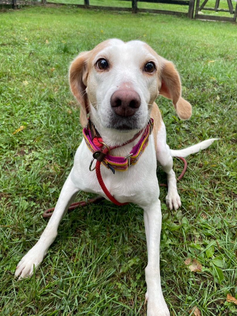 Buttercup - angelic, honey of a hound girl!