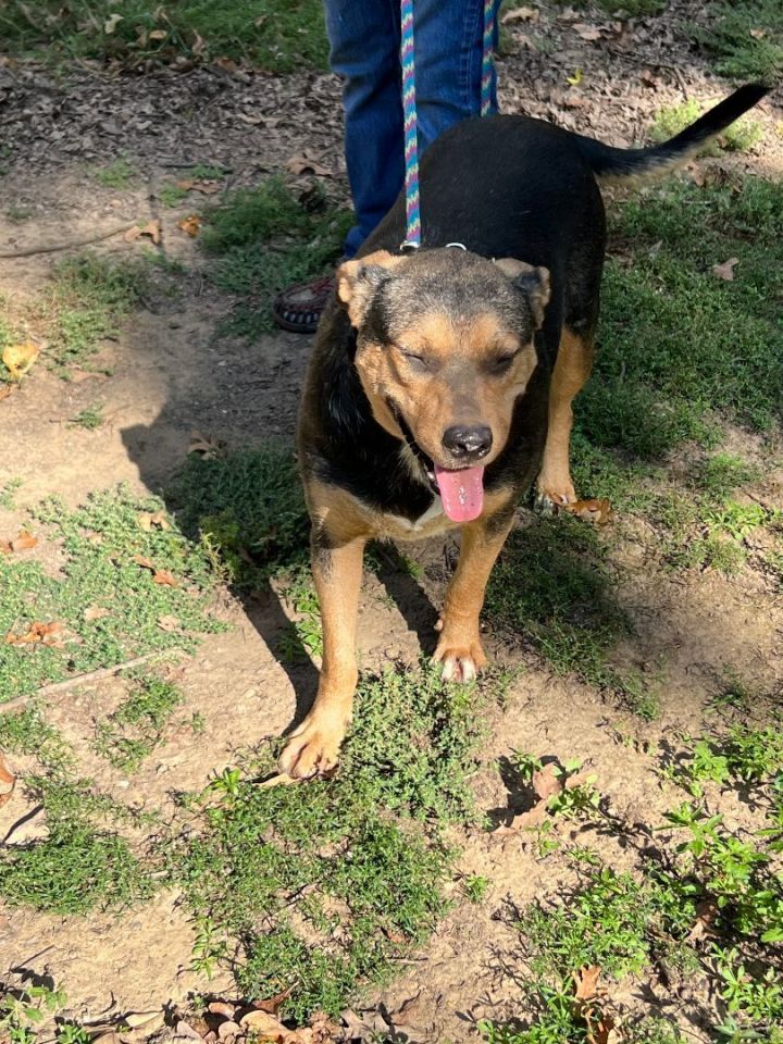 Dog for adoption - Betty, a Rottweiler Mix in Broken Arrow, OK | Petfinder