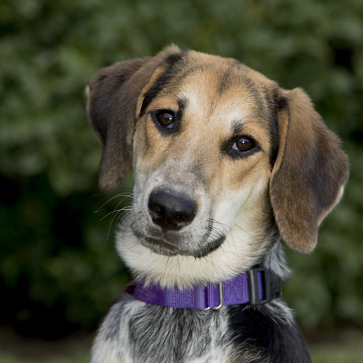 Dog for adoption - Dodge, a Hound Mix in Helena, MT | Petfinder