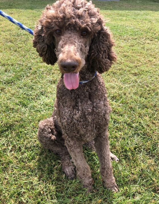 Posh of Charlotte, an adoptable Standard Poodle in Pacolet, SC, 29372 | Photo Image 1