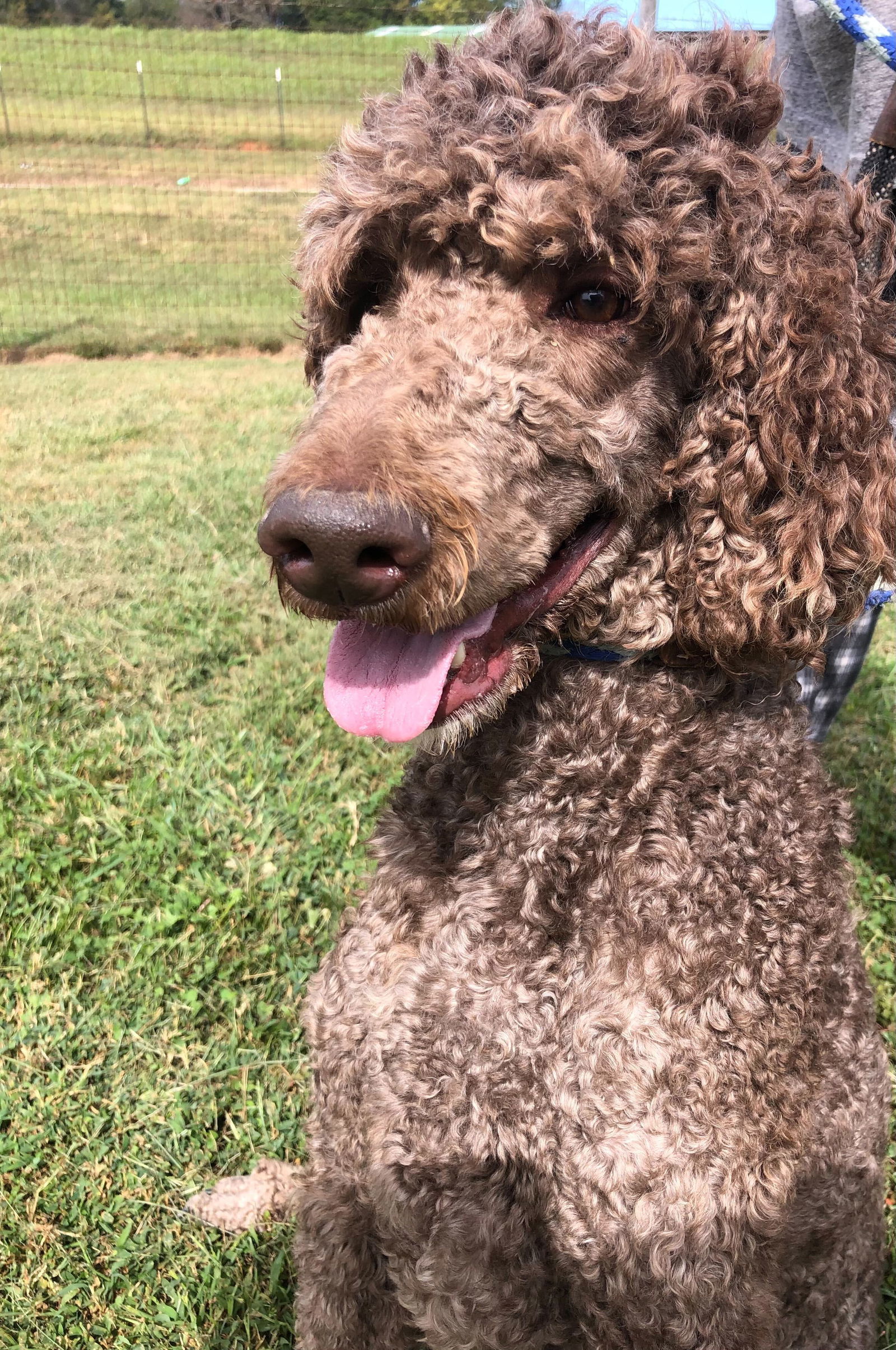 Posh of Charlotte, an adoptable Standard Poodle in Pacolet, SC, 29372 | Photo Image 2