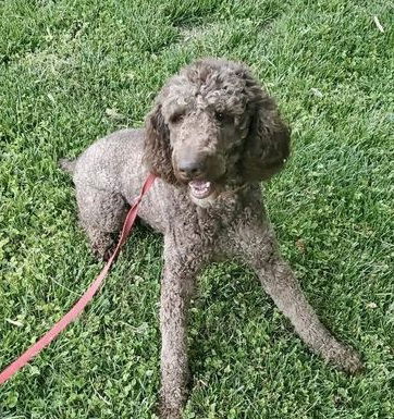 Posh of Charlotte, an adoptable Standard Poodle in Pacolet, SC, 29372 | Photo Image 3