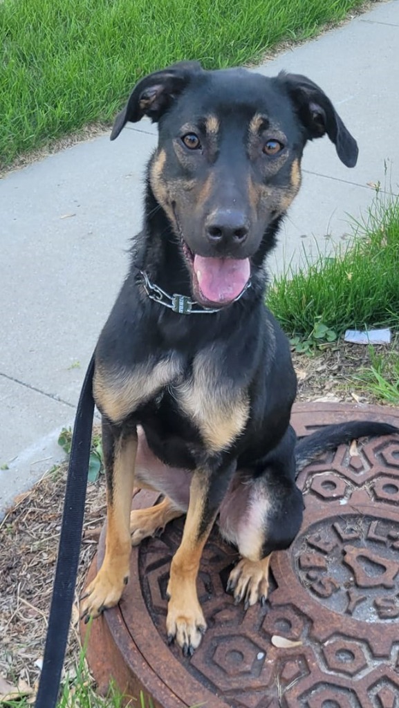 Minerva (Minnie), an adoptable German Shepherd Dog, Hound in Urbandale, IA, 50322 | Photo Image 4