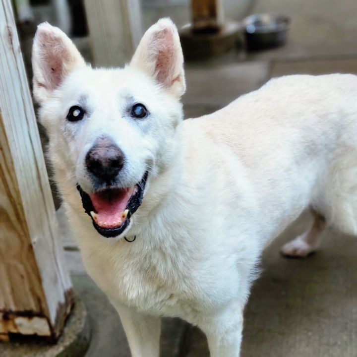 Frosty (Visually impaired), an adoptable German Shepherd Dog & White German Shepherd Mix in Chicago, IL_image-3