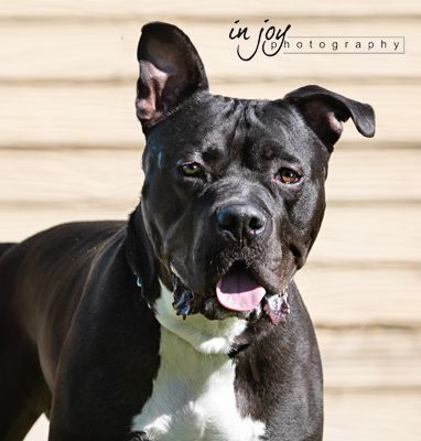 American bulldog black store puppy