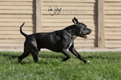 Dog for adoption - Hank, a French Bulldog & Shih Tzu Mix in Oakdale, CA