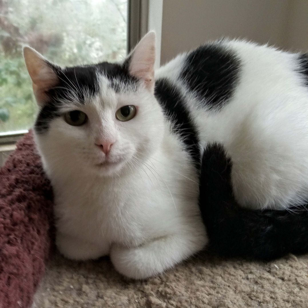 Cat for adoption - Caitlin, a Domestic Short Hair in Chattanooga, TN ...