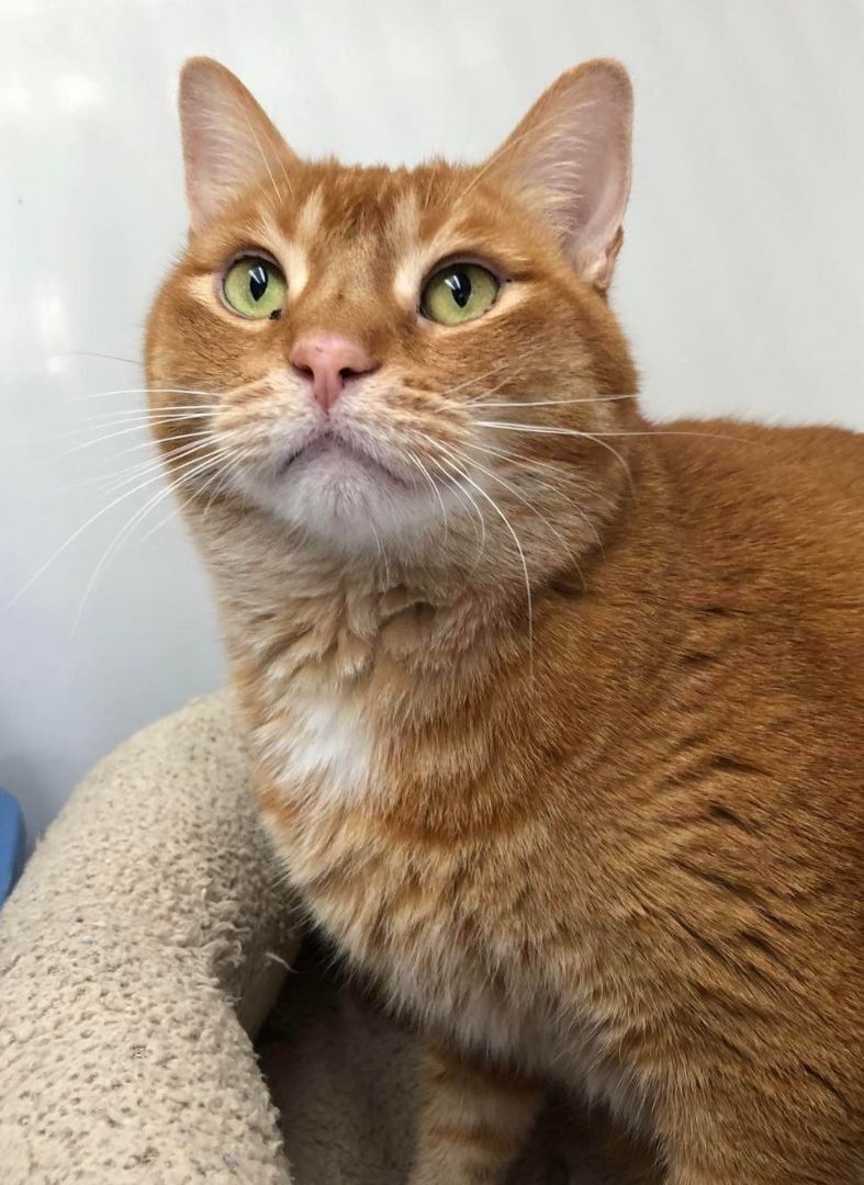 Tippy, an adoptable Domestic Short Hair in Oconto, WI, 54153 | Photo Image 2