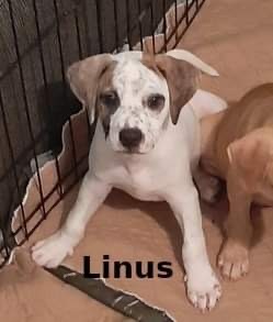 Linus