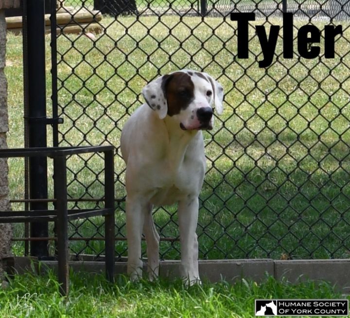 Dog for adoption - Tyler, a Hound Mix in Fort Mill, SC | Petfinder