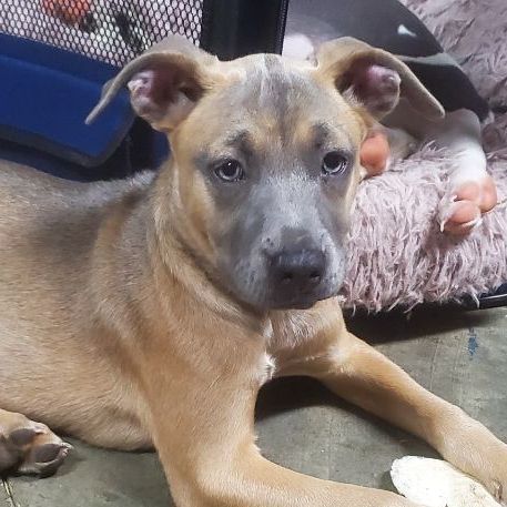 Waffles (FKA Shiner) - COME MEET!, an adoptable Pit Bull Terrier, Siberian Husky in Medfield, MA, 02052 | Photo Image 2