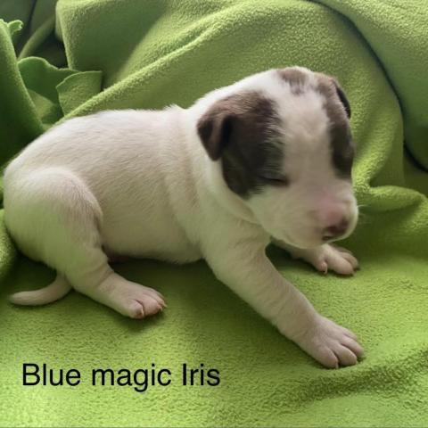 Blue Magic Iris