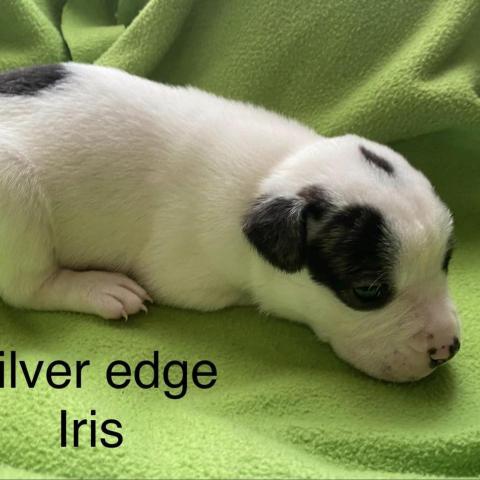 Silver Edge Iris