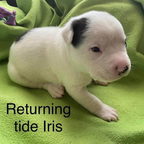Returning Tide Iris