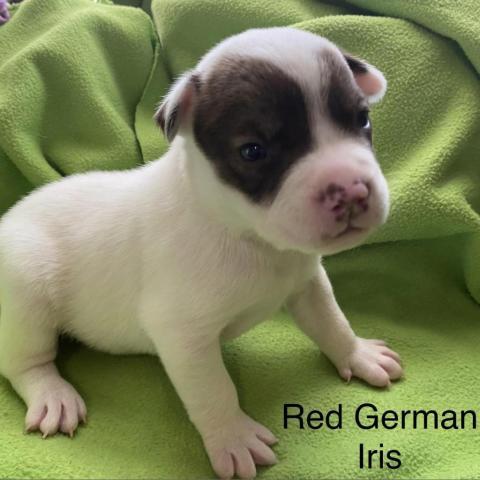 Red German Iris