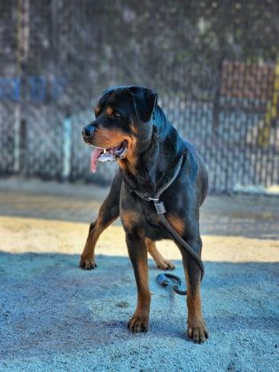 Pierogi , an adoptable Rottweiler Mix in Philadelphia, PA_image-1