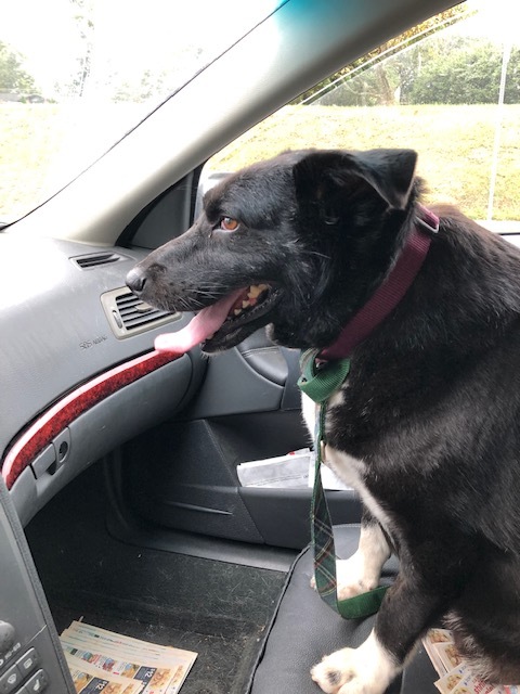 stumpy in falls church va, an adoptable Labrador Retriever, Mixed Breed in Fairfax, VA, 22030 | Photo Image 2