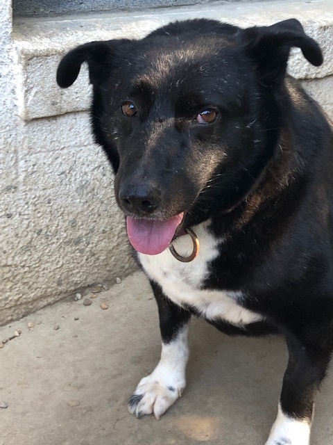 stumpy in falls church va, an adoptable Labrador Retriever, Mixed Breed in Fairfax, VA, 22030 | Photo Image 3