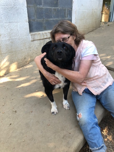 stumpy in falls church va, an adoptable Labrador Retriever, Mixed Breed in Fairfax, VA, 22030 | Photo Image 5