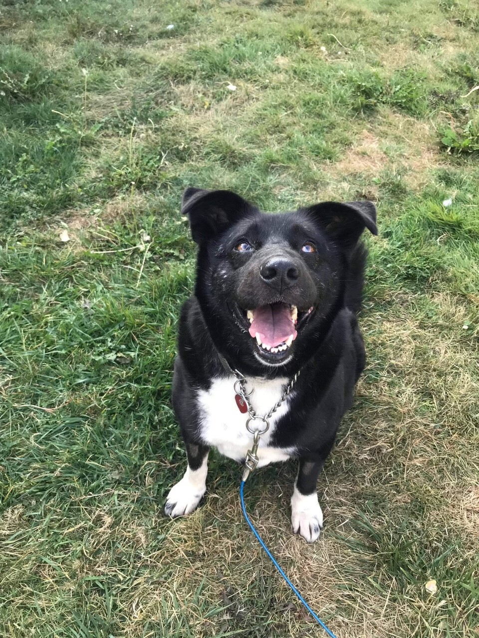 stumpy in falls church va, an adoptable Labrador Retriever, Mixed Breed in Fairfax, VA, 22030 | Photo Image 1