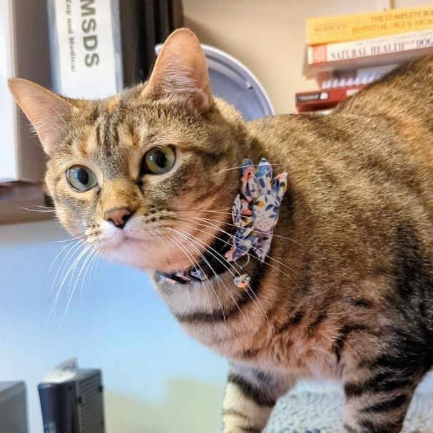 Peanut, an adoptable Torbie in West Jefferson, OH, 43162 | Photo Image 5