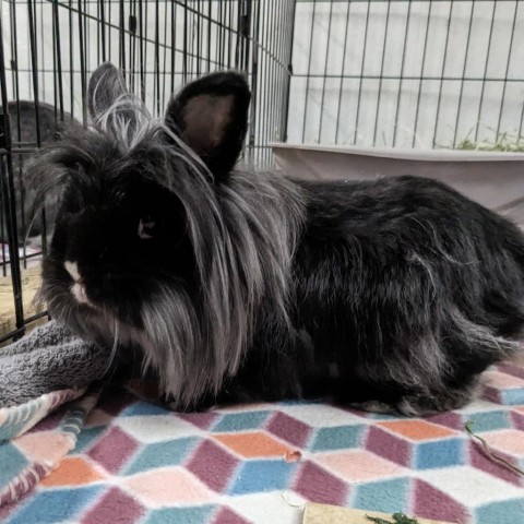 Mutt, an adoptable Lionhead & American Fuzzy Lop Mix in Kennesaw, GA_image-1