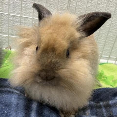 Lionhead dwarf sale mix rabbit