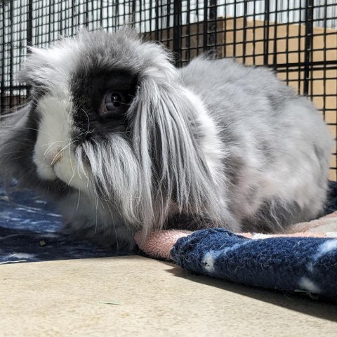Dr. Thunder, an adoptable American Fuzzy Lop in Kennesaw, GA_image-1