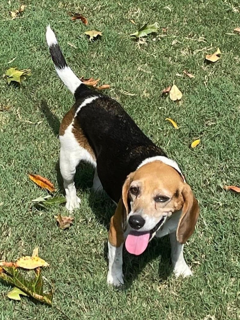 LAURELâ€”(ADOPTION PENDING) HOUSETRAINED, HEARTWORM NEGATIVE, PUREBRED POCKET BEAGLE