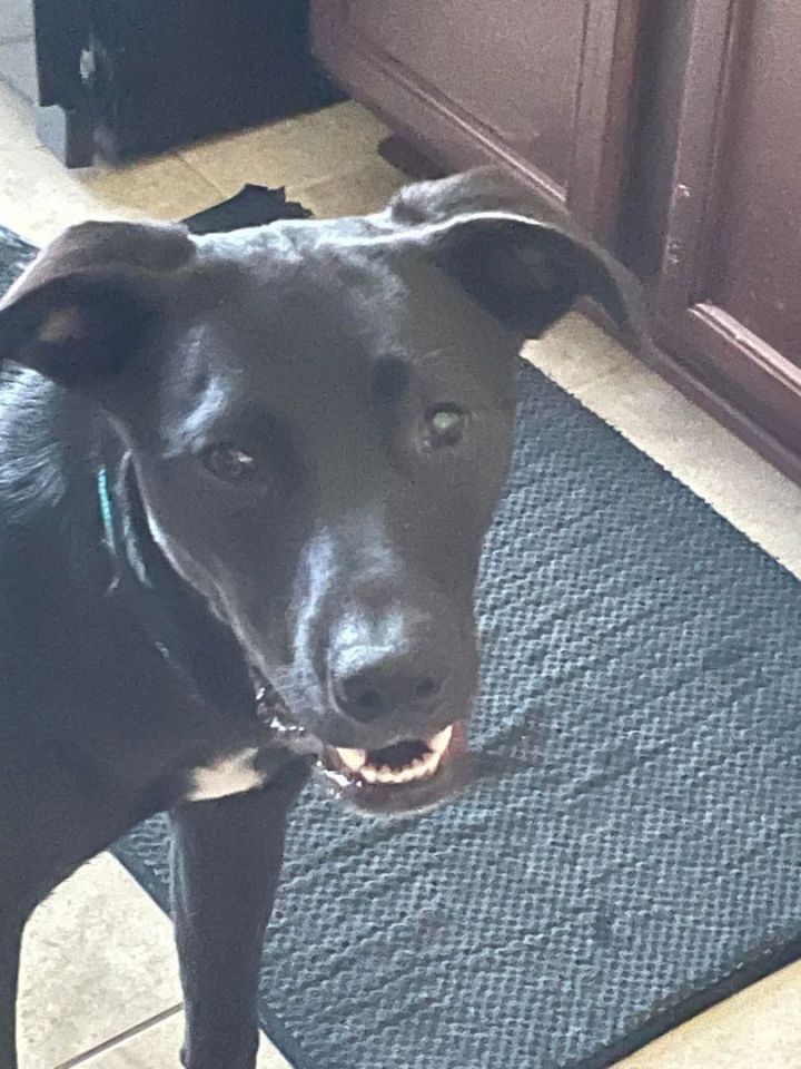 Tom, an adoptable Labrador Retriever Mix in Montgomery, TX_image-2