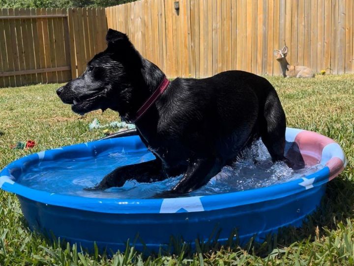 Tom, an adoptable Labrador Retriever Mix in Montgomery, TX_image-3