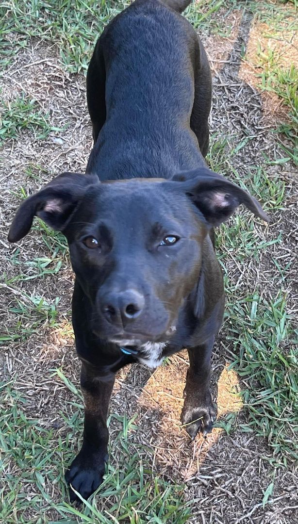 Tom, an adoptable Labrador Retriever Mix in Montgomery, TX_image-1