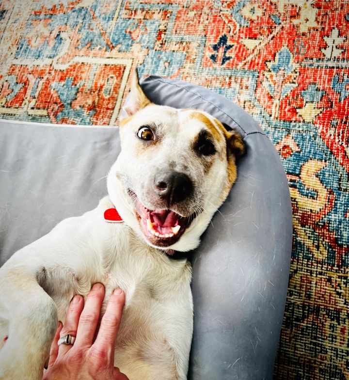 Quinta , an adoptable Australian Cattle Dog / Blue Heeler Mix in Los Angeles, CA_image-3