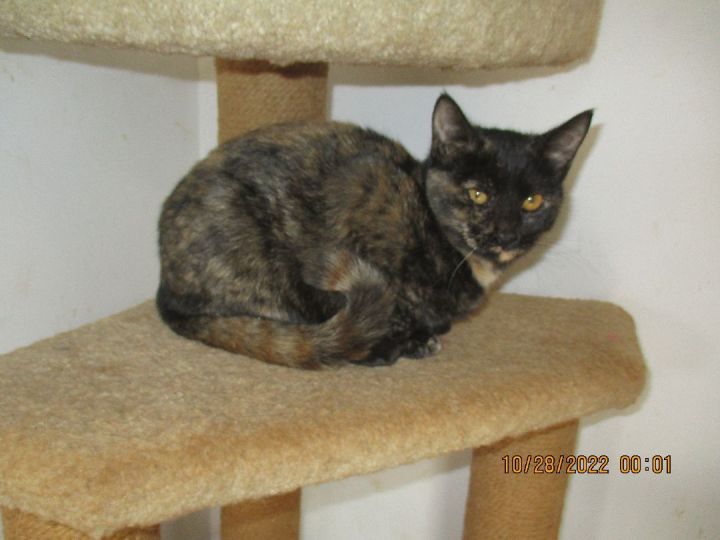 May, an adopted Tortoiseshell in Troutman, NC_image-2