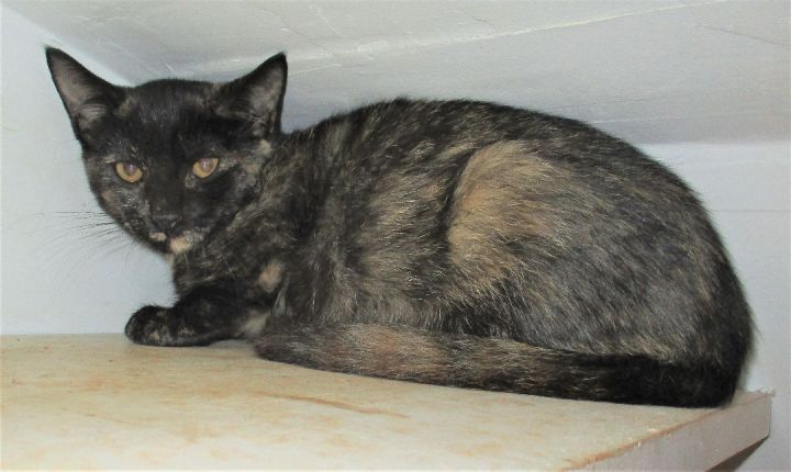 May, an adopted Tortoiseshell in Troutman, NC_image-4