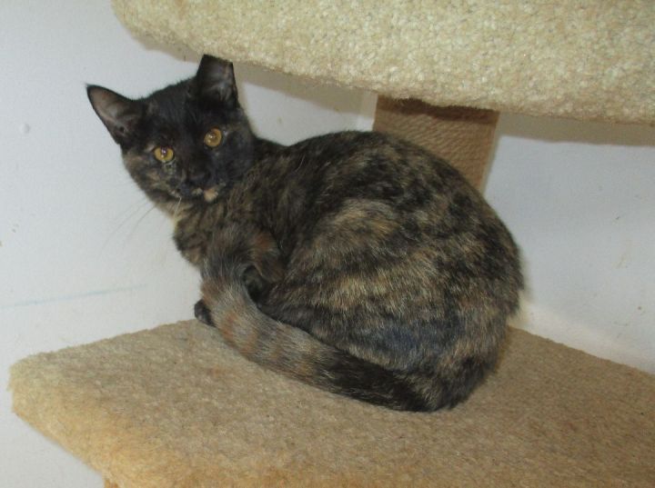 May, an adopted Tortoiseshell in Troutman, NC_image-5