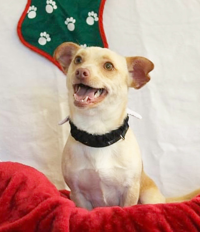 Bradly, an adoptable Terrier in Jamestown, CA_image-1