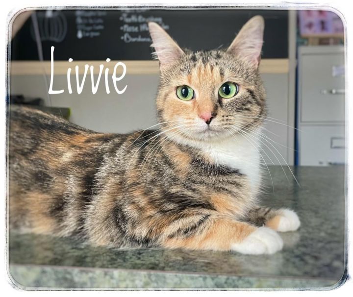 Livvie , an adoptable Domestic Short Hair in Enka, NC_image-1