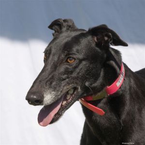 are greyhounds trainable