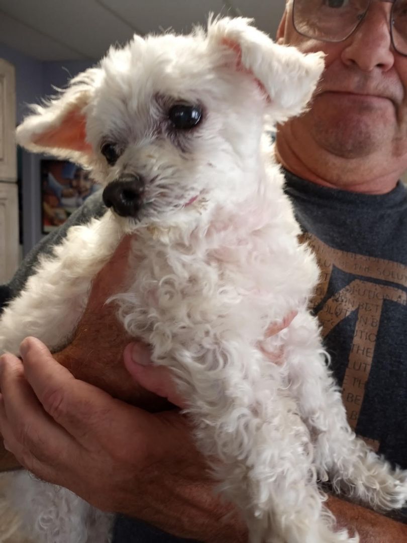 Lamb Chop (Courtesy Listing - DO NOT Contact the Shelter - Contact Info. is in the Bio Below)-