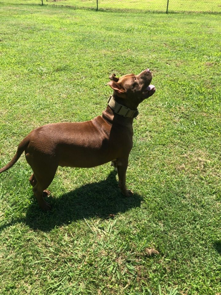 Rufus, an adoptable Pit Bull Terrier & American Bulldog Mix in Woodruff, SC_image-4