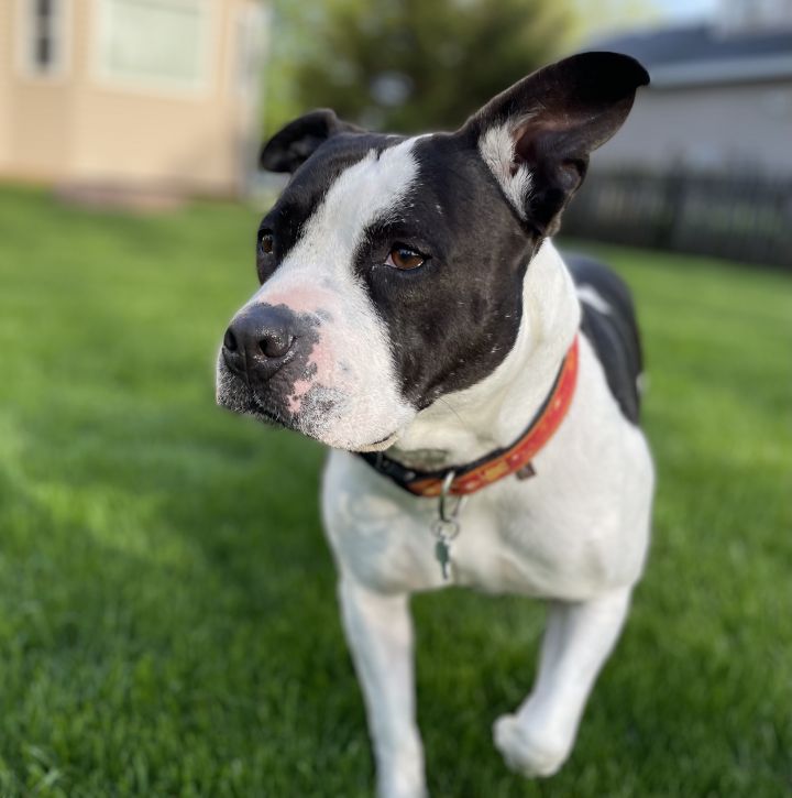 Jubilee, an adoptable Pit Bull Terrier in Aurora, IL_image-3