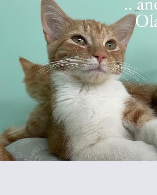 Olav 1