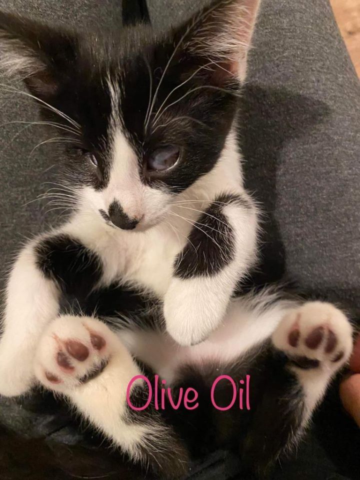 Olive Oil (visually impaired) 2