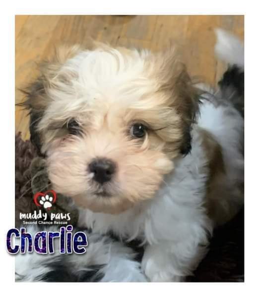 Powder Puff Litter: Charlie - no longer accepting applications