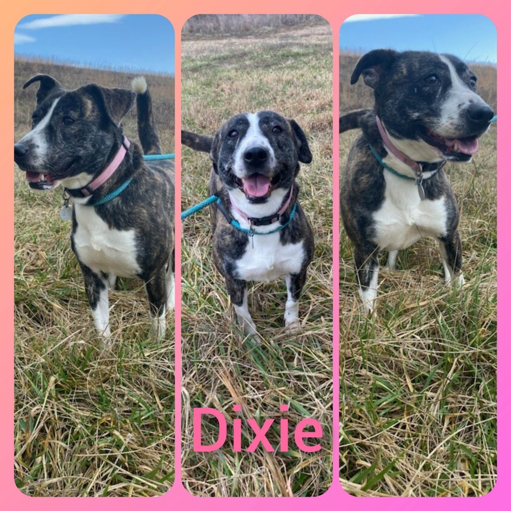 Dixie